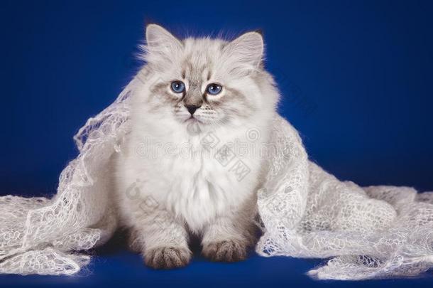 松软的美丽的白色的小猫关于涅瓦河化装舞会和蓝色眼睛,