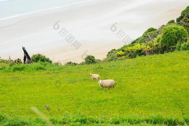 羊和羔羊平静地生存采用指已提到的人自然的新的Zeal和绿色的