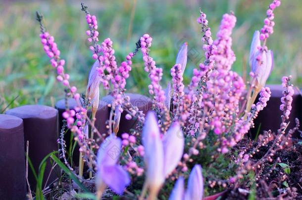 粉红色的石南属植物和丁香花属番红花属采用花园