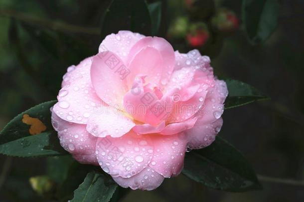 粉红色的山茶花和雨点特写镜头