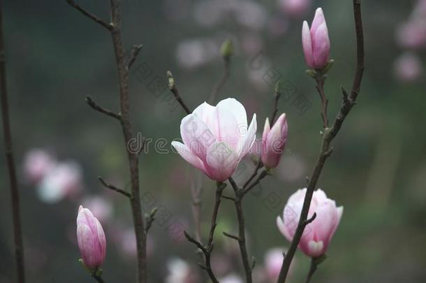 莲花-花开着的木兰花盛开的采用指已提到的人乡村