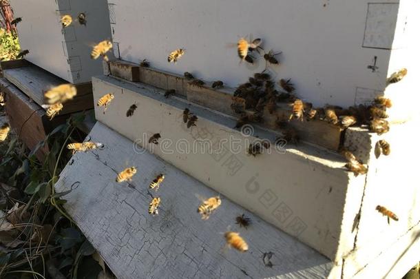 指已提到的人蜜蜂在前面<strong>蜂箱</strong>入口关在上面.蜜蜂飞行的向<strong>蜂箱</strong>.int.引人注意