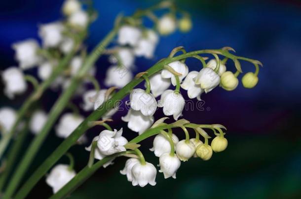 美丽的花关于铃兰草马贾利斯是有毒的