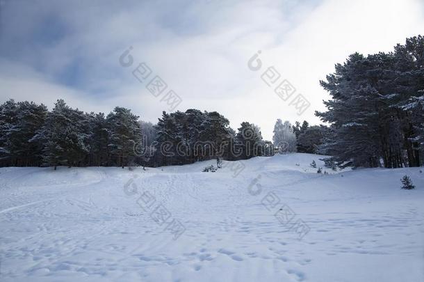 冬松树森林向下雪的,多丘陵的地形