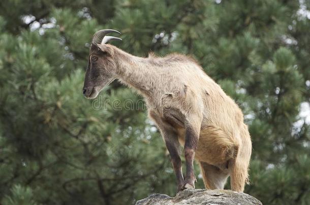 喜玛拉雅的塔尔羊<strong>野山</strong>羊杰姆拉基