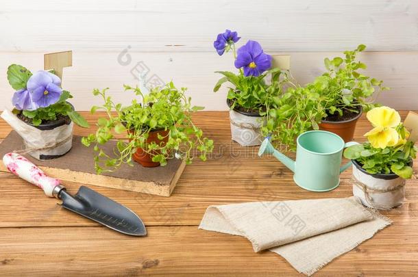 园艺工具,洒水aux.能够,种子,植物和泥土向酿酒的