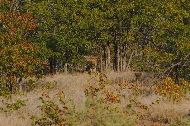 两个狮子火腿衬套掠食在日出采用即KrugerN在ional公园,英文字母表的第19个字母