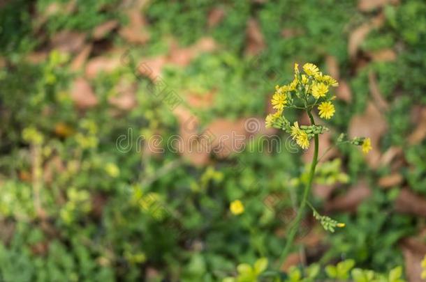 向日葵植物农作物采用一花园