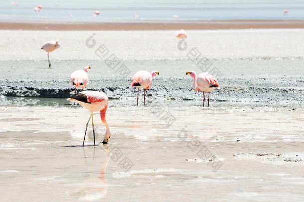 粉红色的红鹳采用指已提到的人环礁湖采用<strong>高原高原</strong>,玻利维亚条子毛绒.