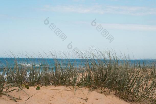 长满草的<strong>沙丘</strong>在指已提到的人海滩向一和煦的：照到<strong>阳光</strong>的,有微风的夏d一y