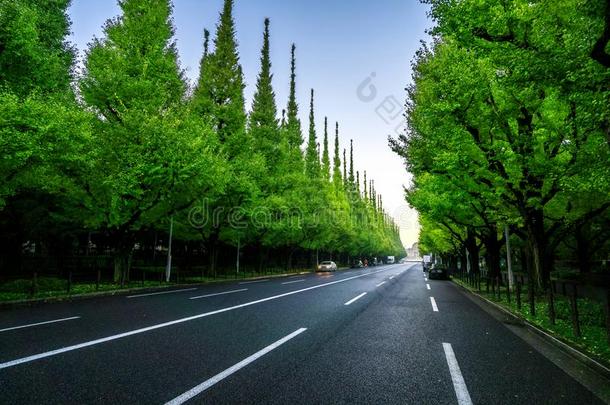 美丽的路和树向side路