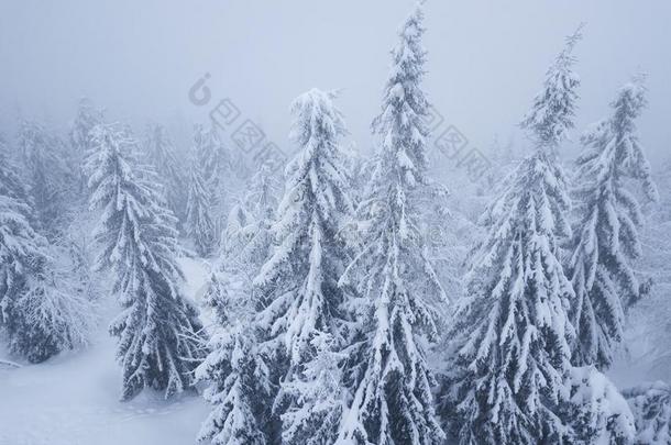 飞行越过暴风雪采用一下雪的mount一采用松类的森林,不省<strong>人事</strong>的