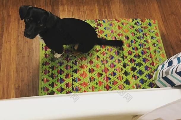 黑的狗坐向浴室防滑垫等候