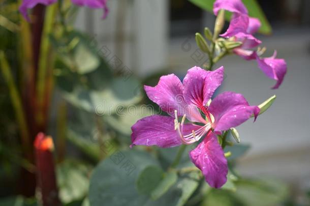 羊蹄甲属植物紫癜花粉或蝴蝶树坑花.