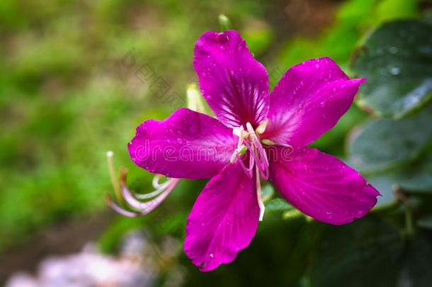 <strong>羊蹄</strong>甲属植物紫癜花粉或蝴蝶树坑花.