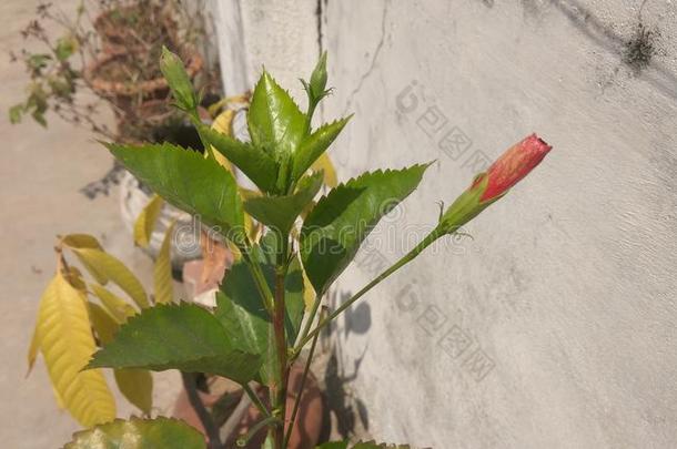 百合花花芽