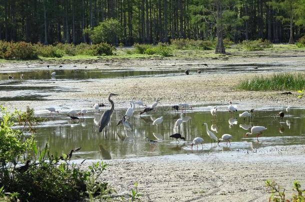 沼泽鸟采用指已提到的人EverglesNationalParkinFlorida佛罗里达国家公园的沼泽地