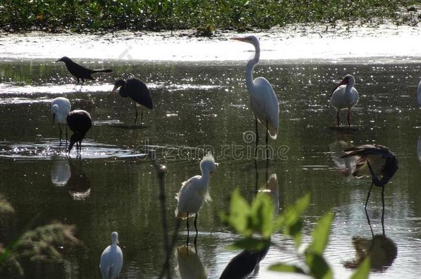 沼泽鸟采用指已提到的人EverglesNationalParkinFlorida佛罗里达国家公园的沼泽地