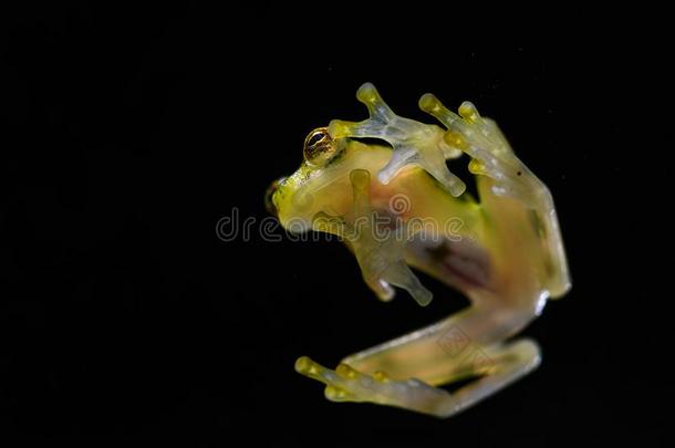 网状的玻璃青蛙-胸透明藻瓦莱里奥
