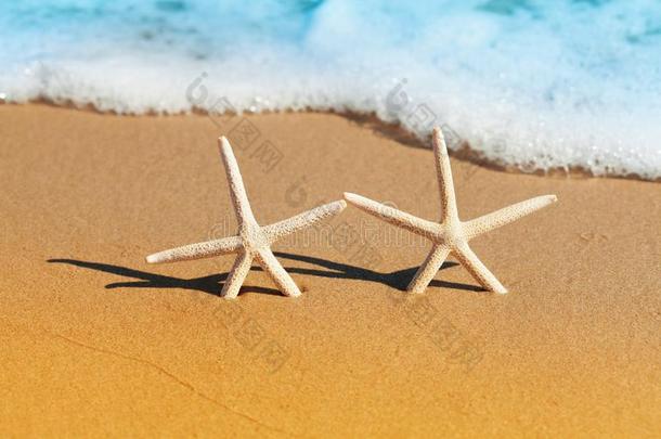 两个海星或星fish向海sh或e采用夏一天.