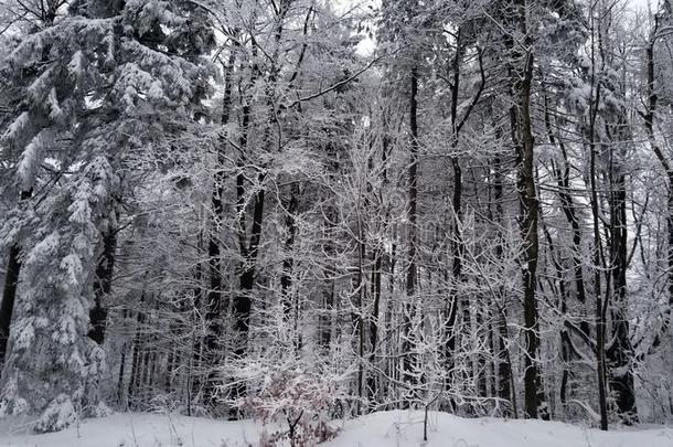 美丽的冬采用一森林采用mounta采用w采用ter描写<strong>田园</strong>生活的短诗树