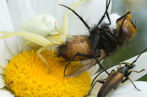 秋麒麟草属植物蟹蜘蛛,米苏梅纳梵蒂亚给食向赶上飞