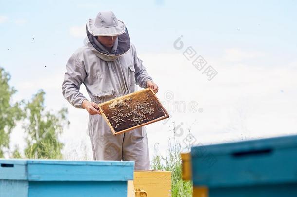 年幼的养蜂家校核蜂箱框架