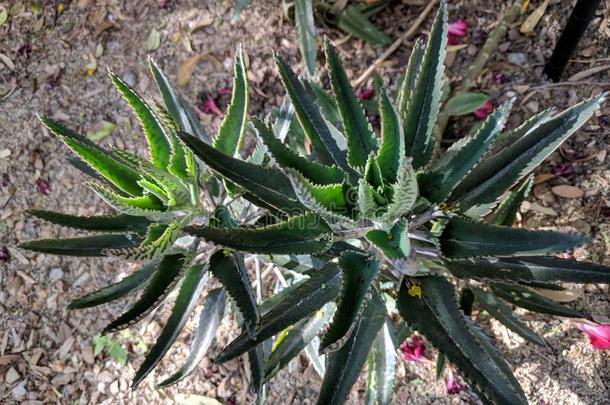 短吻鳄植物<strong>落地</strong>生根戴格雷蒙