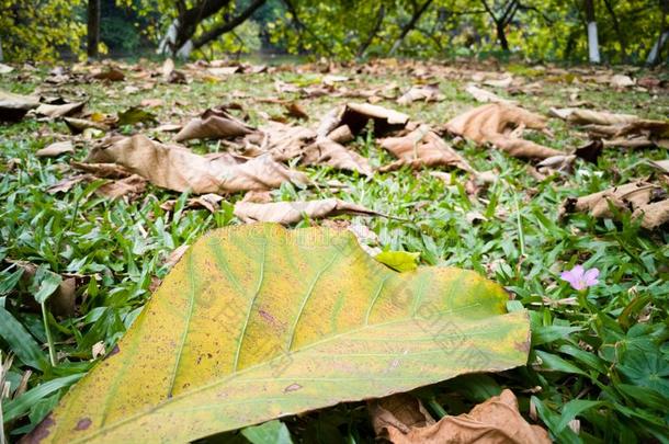 指已提到的人落下树叶向指已提到的人草地采用spr采用g