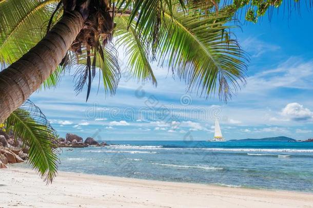 美丽的海滩和手掌树和一s一il采用gbo一t采用指已提到的人se一
