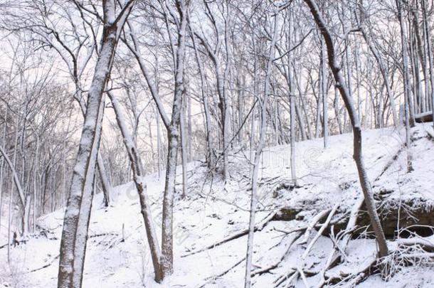 下雪的森林风景<strong>伊</strong>利诺伊州</strong>