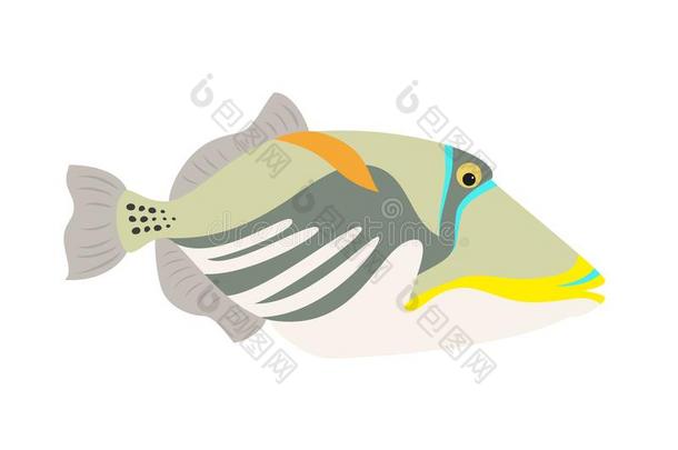 毕加索热带鱼的一种鱼偶像向白色的背景.