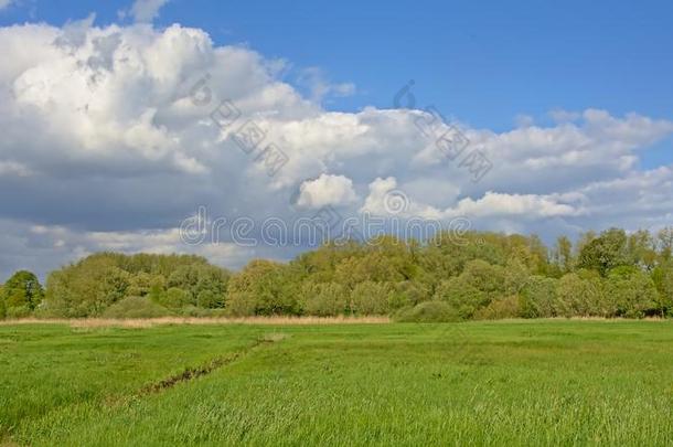 葱翠的绿色的和煦的：照到阳光的春季沼泽地风景和森林采用指已提到的人英语字母表的第2个字母