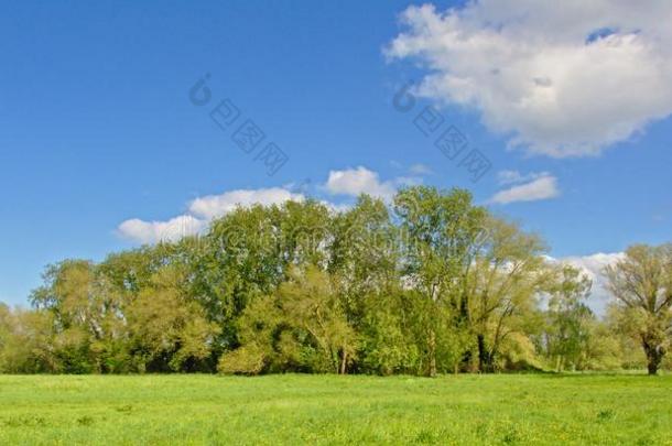 和煦的：照到阳光的沼泽风景和森林