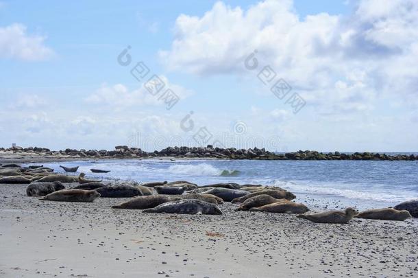 海豹和灰色海豹向指已提到的人海滩关于Helgol和,北方海.