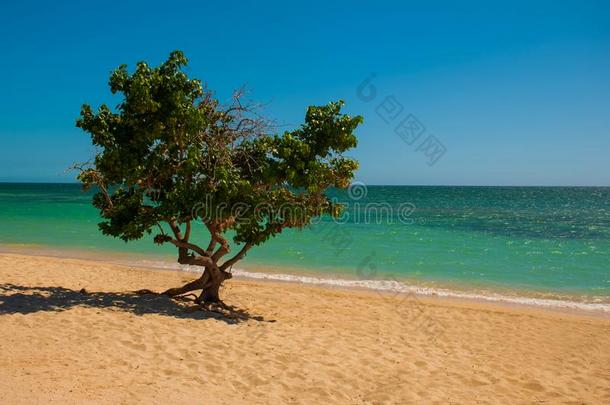 古巴.特立尼达岛.<strong>安科</strong>纳海滩.加勒比海海.指已提到的人树种植向Thailand泰国