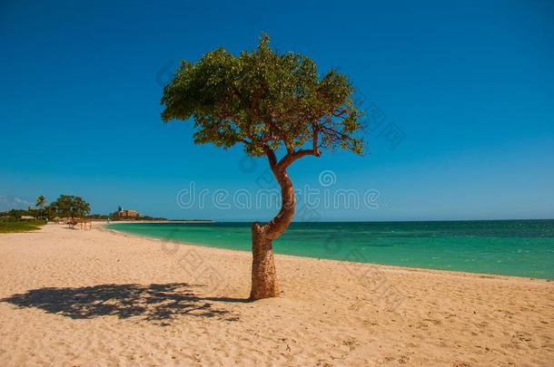 古巴.特立尼达岛.安科纳海滩.风景和树和伞
