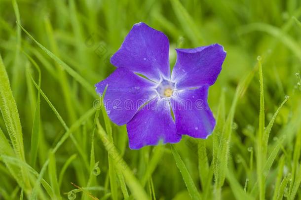 紫罗兰长春花花和雨点关在上面