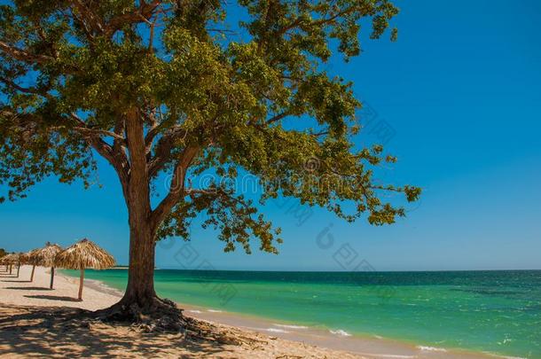 古巴.特立尼达岛.<strong>安科</strong>纳海滩.风景和树和伞