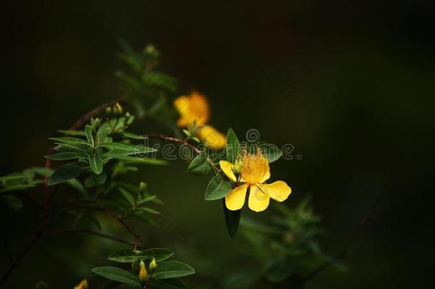 金丝桃属植物