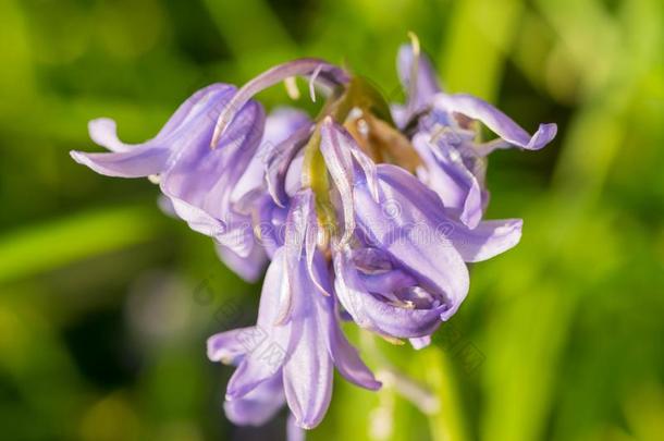 紫色的山小菜花,风铃草属植物罗通迪福利亚,特写镜头向同意