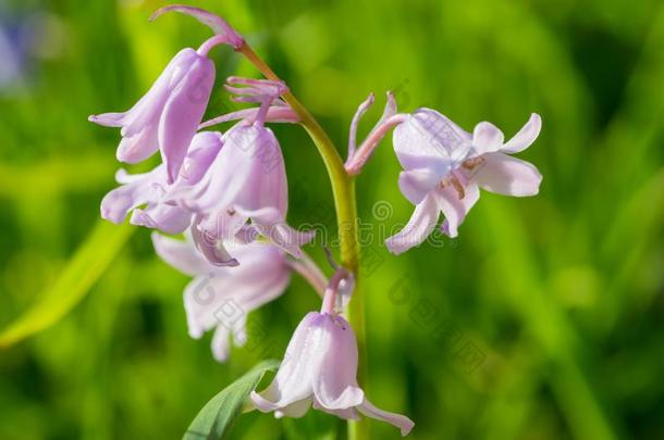 紫色的山小菜花,风铃草属植物罗通迪福利亚,特写镜头向同意
