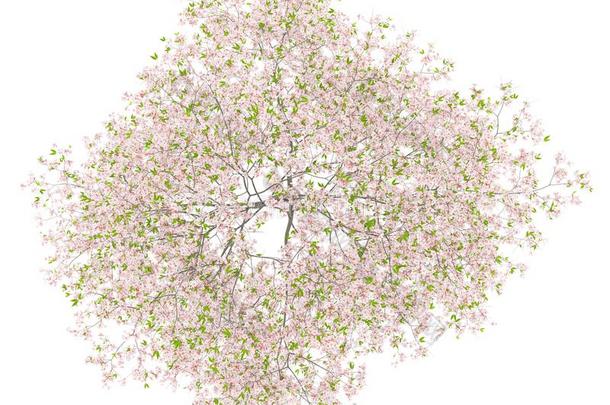 顶看法关于开花樱桃树隔离的向白色的