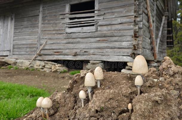 滞流分离蘑菇,在近处木制的小屋