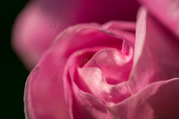 芽关于一温和的粉红色的玫瑰.一温和的rom一nticholid一yc一rd