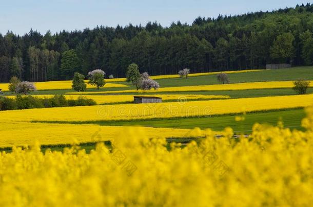 黄色的和绿色的田我我n德国.