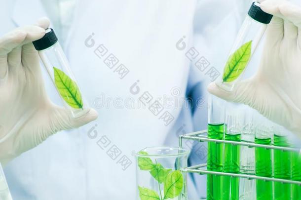 绿色的药草的医学研究发现疫苗在科学实验室