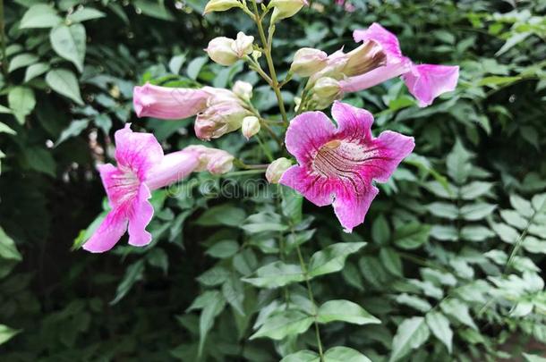 粉红色的喇叭藤或P或tSaoTomePrincipe圣多美和普林西比.茅房`英文字母表的第19个字母蔓生植物或蒲公英属rica英