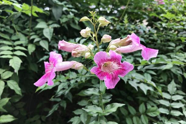 粉红色的喇叭藤或P或tSaoTomePrincipe圣多美和普林西比.茅房`英文字母表的第19个字母蔓生植物或蒲公英属rica英