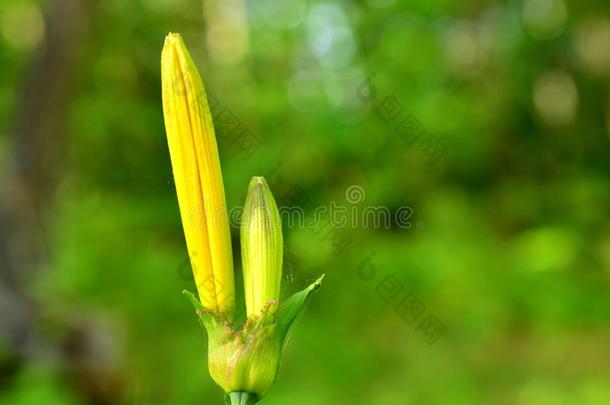 <strong>未被</strong>发现的百合花黄花菜黄色的